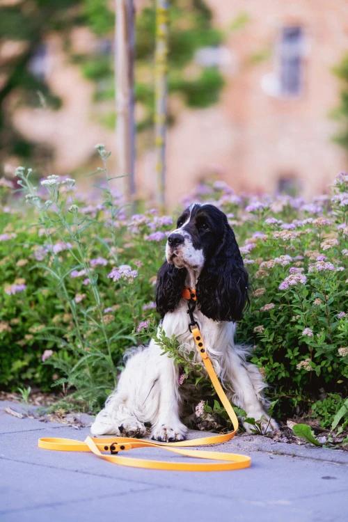 _DSC2310.jpeg